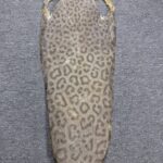 Dried Stingray Leather - Leopard