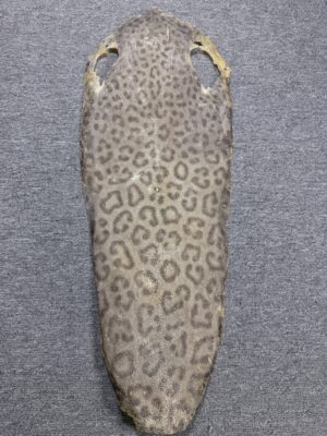 Dried Stingray Leather - Leopard