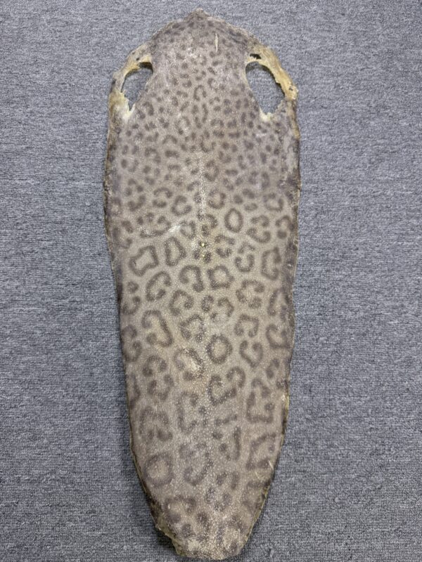 Dried Stingray Leather - Leopard