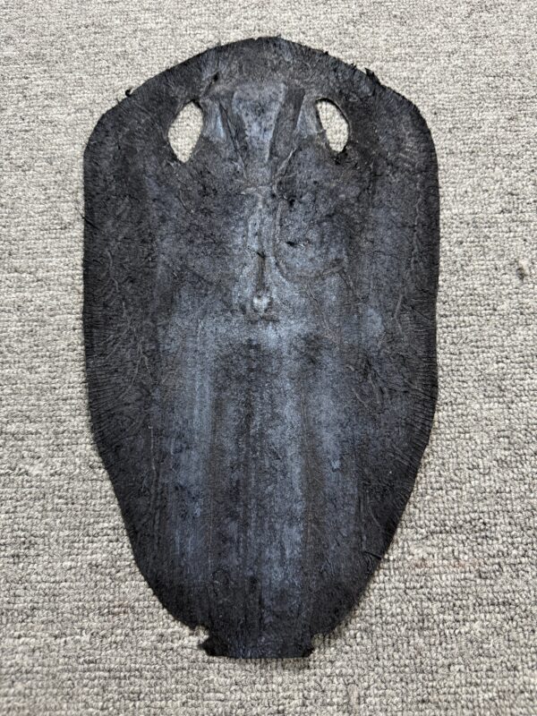 Dyed Stingray Leather - Round Shape