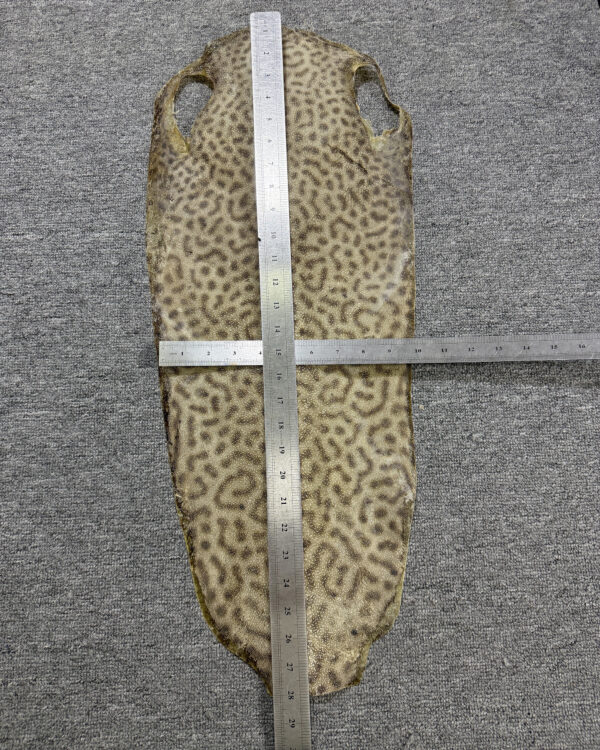 Dried Stingray Leather - Leopard