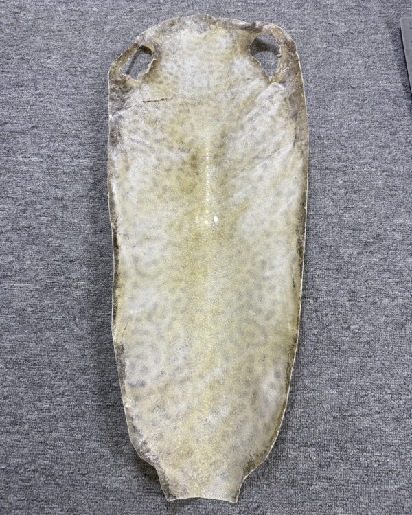 Dried Stingray Leather - Leopard