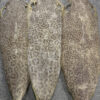 Dried Stingray Leather - Leopard