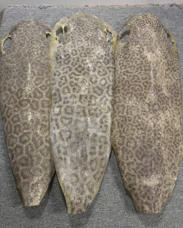Dried Stingray Leather - Leopard