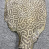 Dried Stingray Leather - Leopard
