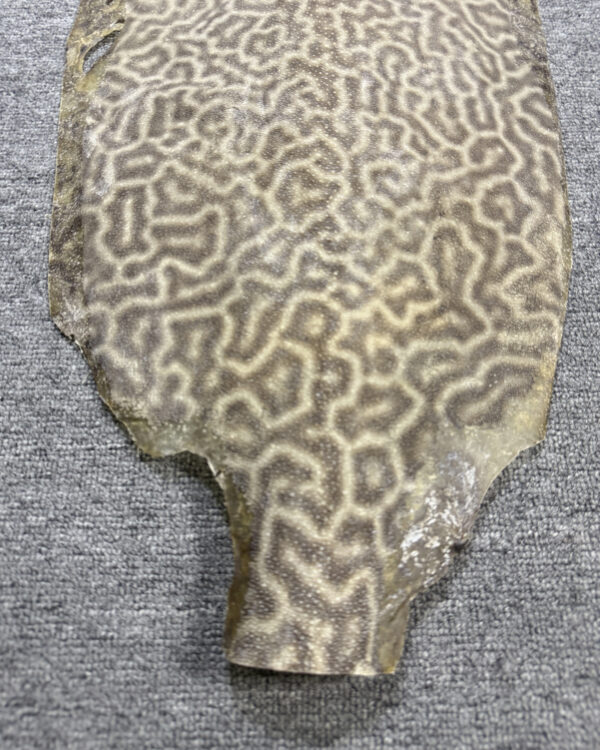 Dried Stingray Leather - Leopard