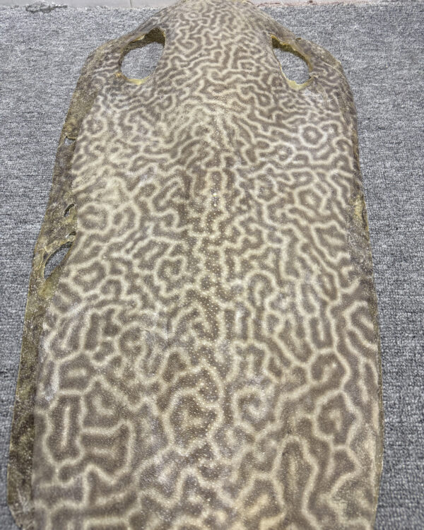 Dried Stingray Leather - Leopard