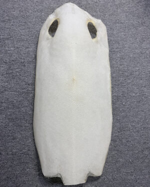 Bleached Dried Stingray Leather - Long Shape