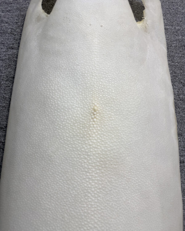 Bleached Dried Stingray Leather - Long Shape