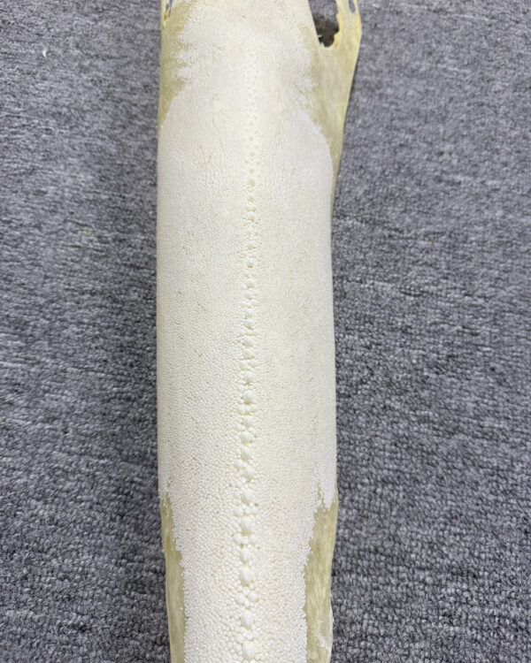 Row Stone Bleached Dried Hard Stingray Leather