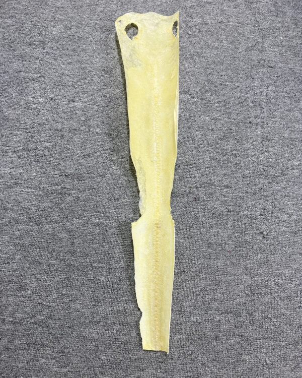 Row Stone Bleached Dried Hard Stingray Leather