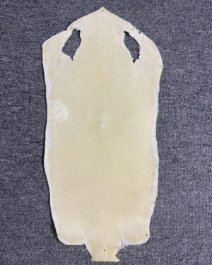 7 Inch White Long Shape Polished Soft Stingray Leather