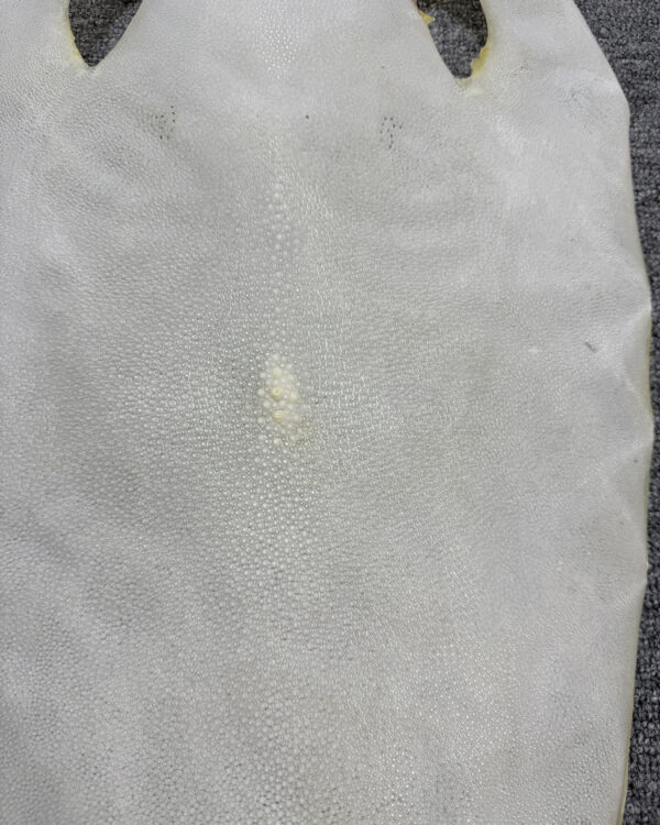 Bleached Dried Stingray Leather - Round Shape