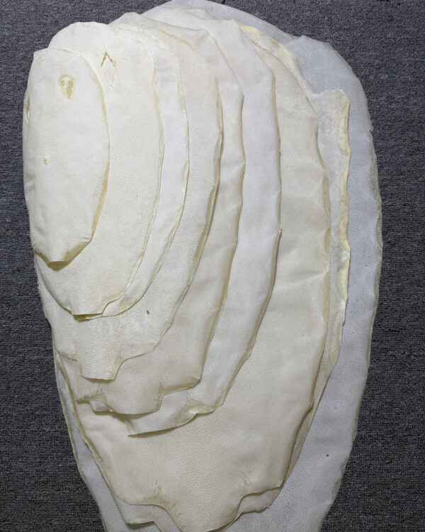 Bleached Dried Stingray Leather - Round Shape