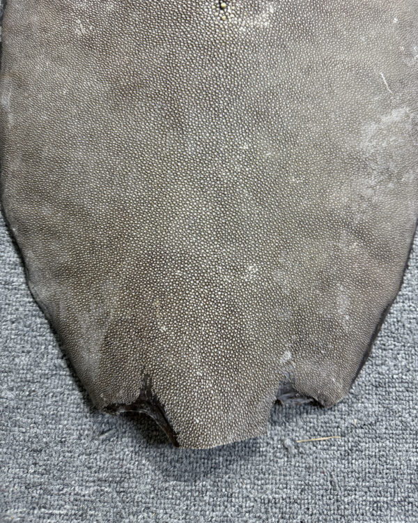 Dried Stingray Leather - Round Shape