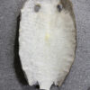 Dried Stingray Leather - Round Shape