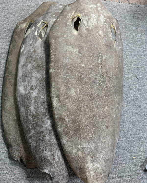 Dried Stingray Leather - Round Shape