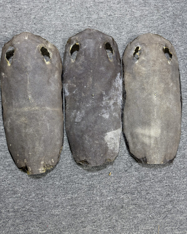 Dried Stingray Leather - Long Shape