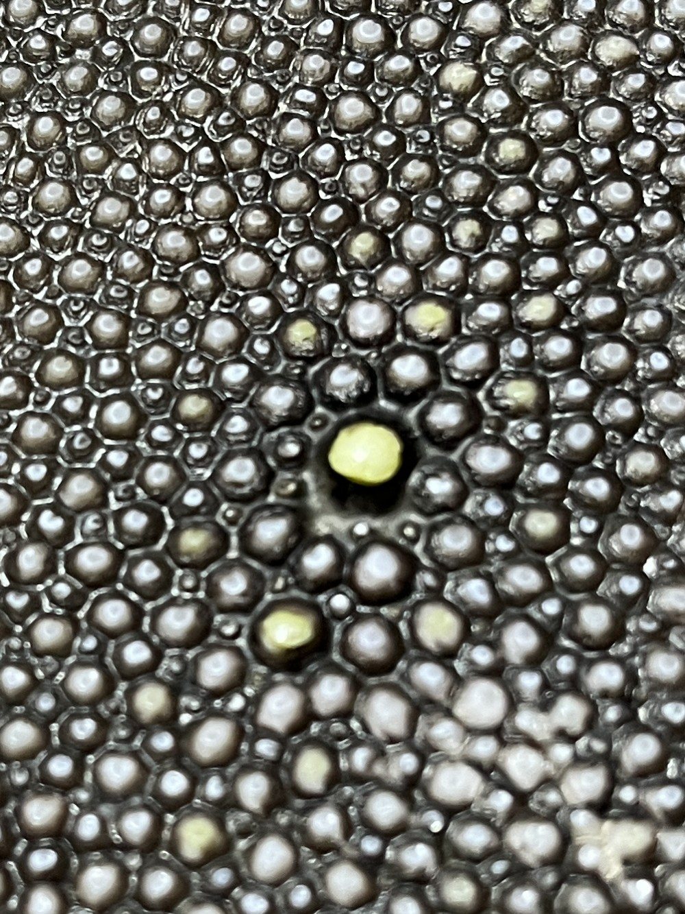 Close-up of genuine stingray leather pearl texture